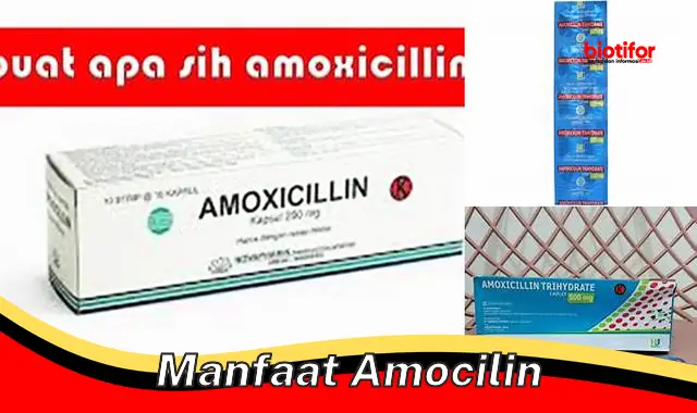 manfaat amocilin