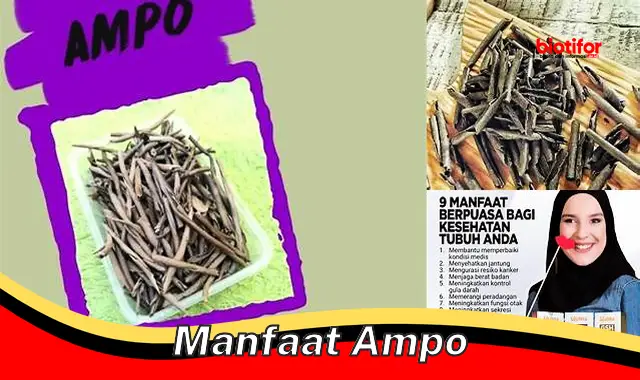 manfaat ampo