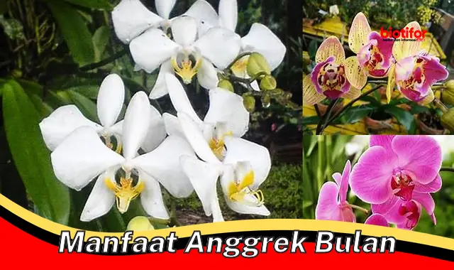 manfaat anggrek bulan