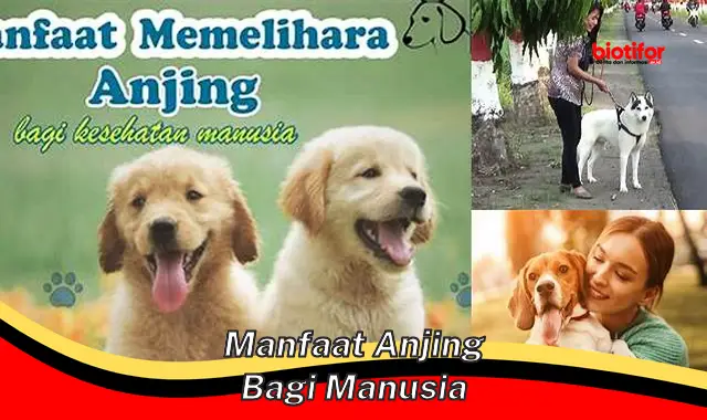 manfaat anjing bagi manusia