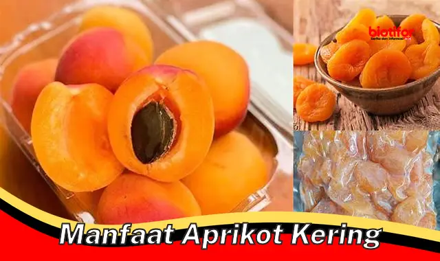 manfaat aprikot kering