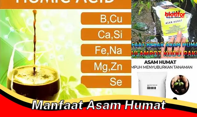 manfaat asam humat