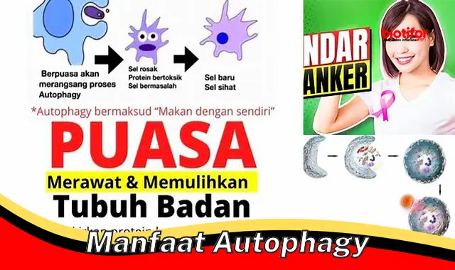 manfaat autophagy