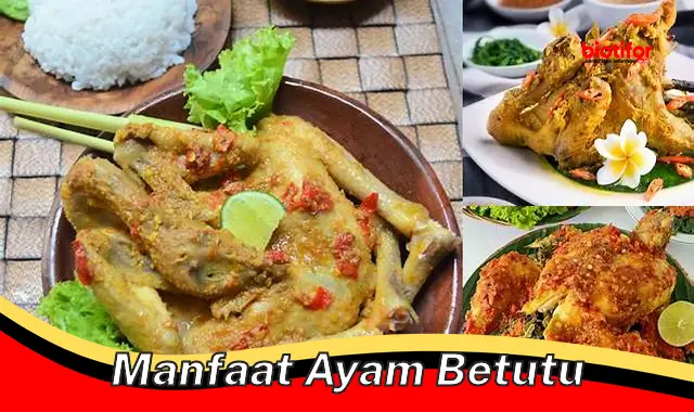 manfaat ayam betutu