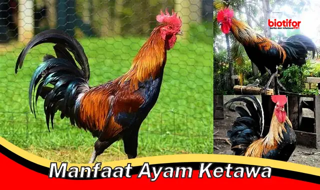 manfaat ayam ketawa