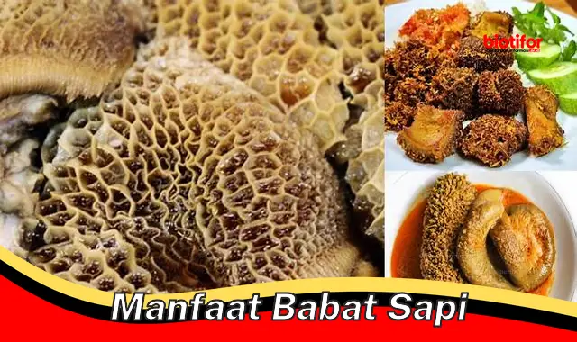 manfaat babat sapi