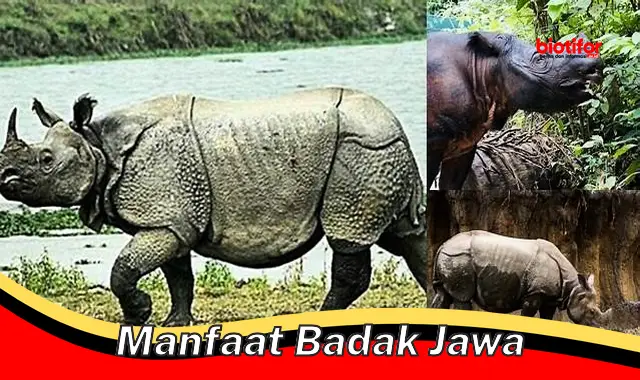 Temukan Manfaat Badak Jawa yang Jarang Diketahui