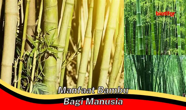 manfaat bambu bagi manusia