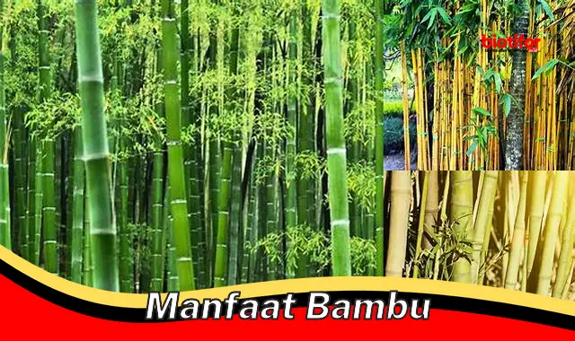 manfaat bambu