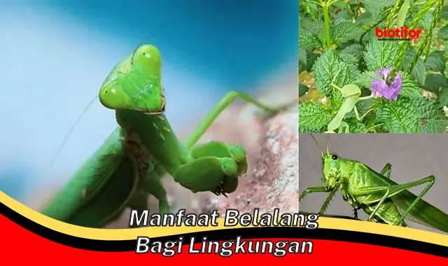 Temukan Manfaat Belalang Bagi Lingkungan yang Jarang Diketahui