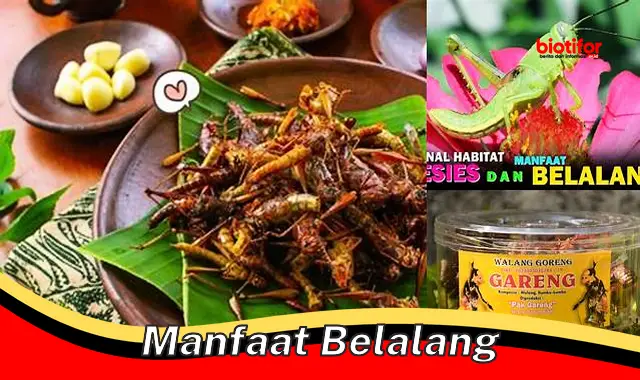 manfaat belalang