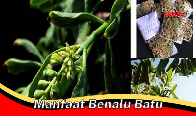 manfaat benalu batu