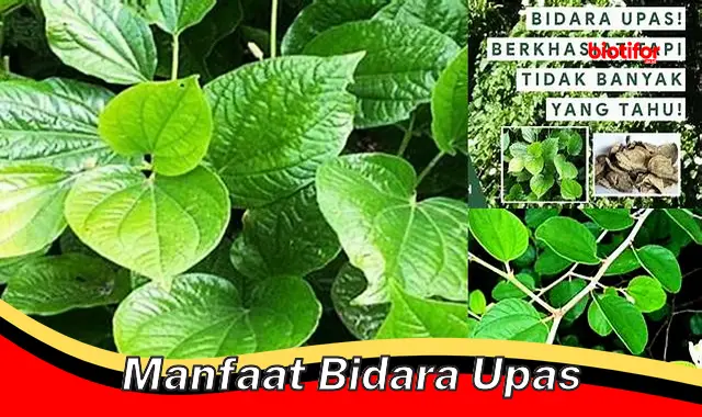 manfaat bidara upas