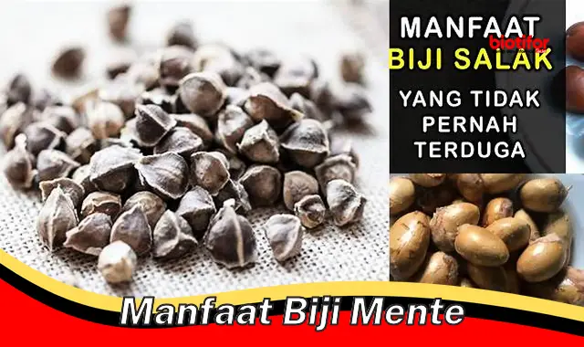 manfaat biji mente