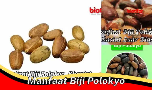 manfaat biji polokyo