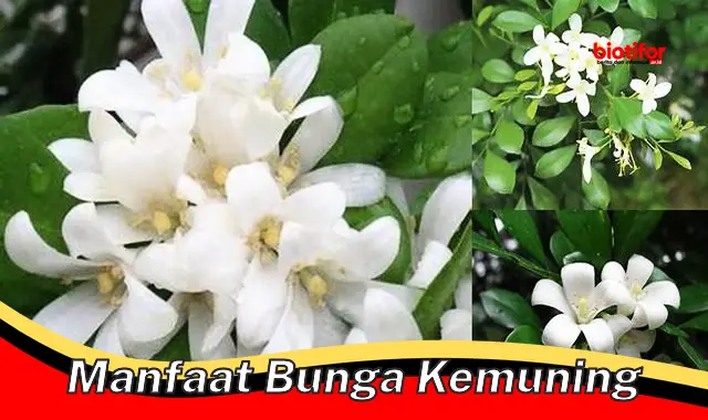 Temukan Manfaat Bunga Kemuning yang Jarang Diketahui