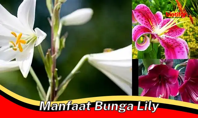 manfaat bunga lily