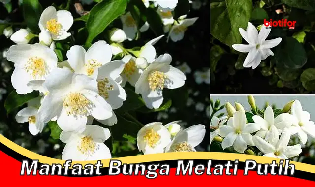 manfaat bunga melati putih