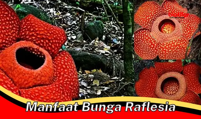 manfaat bunga raflesia