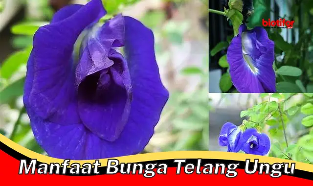 manfaat bunga telang ungu