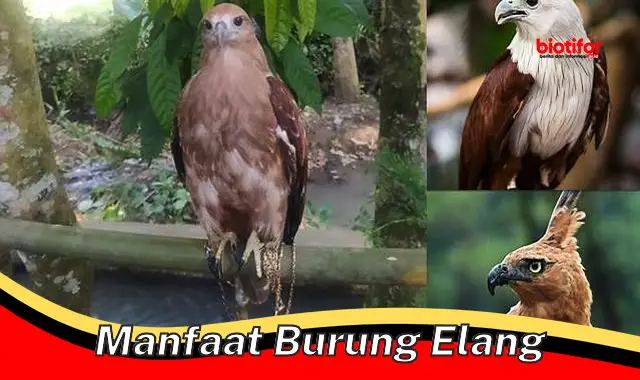 Temukan Rahasia Manfaat Burung Elang yang Belum Kamu Ketahui