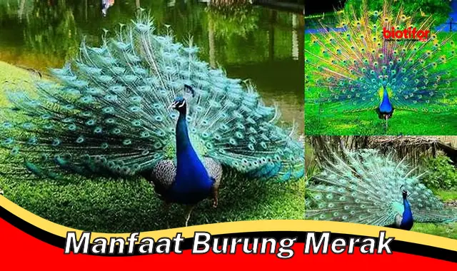 manfaat burung merak