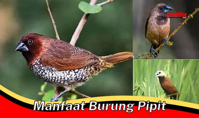 manfaat burung pipit