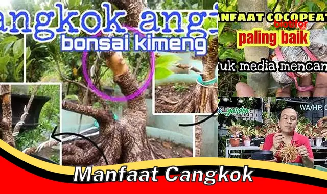 manfaat cangkok