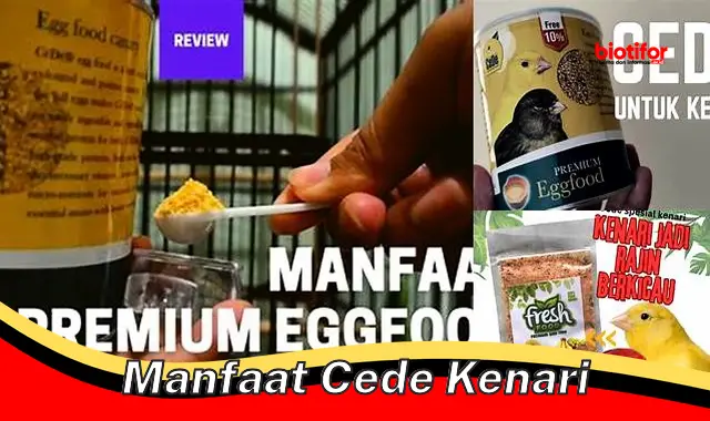 manfaat cede kenari