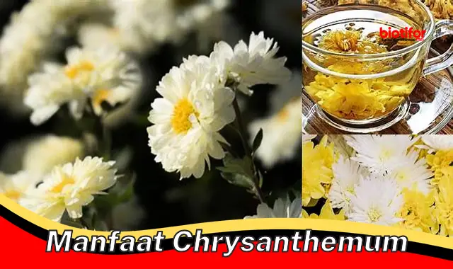 manfaat chrysanthemum