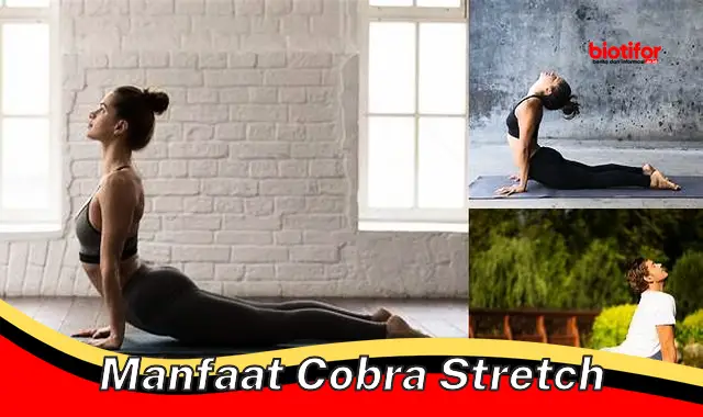 manfaat cobra stretch