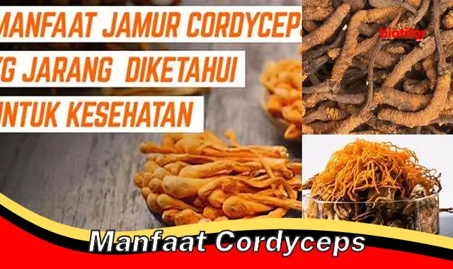 manfaat cordyceps