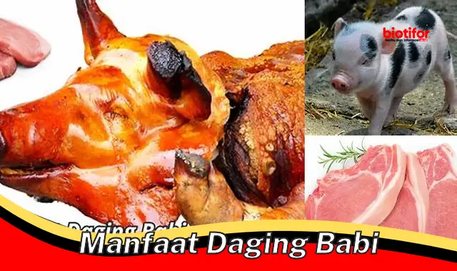 manfaat daging babi