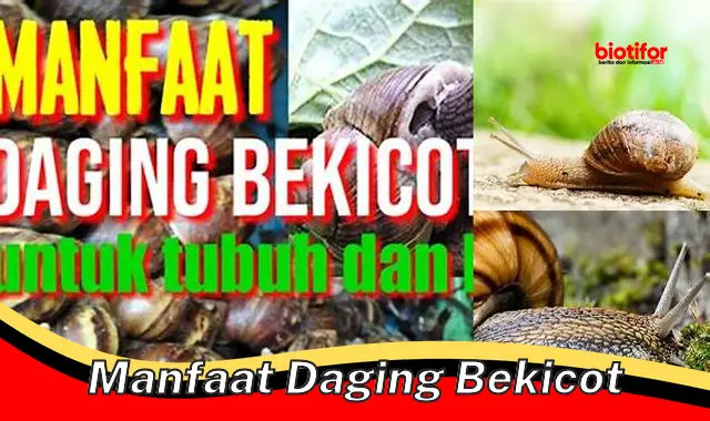 manfaat daging bekicot