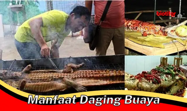 manfaat daging buaya