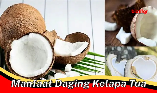 manfaat daging kelapa tua