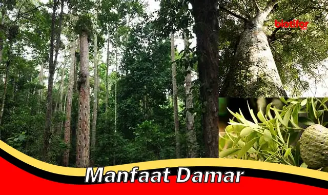 manfaat damar