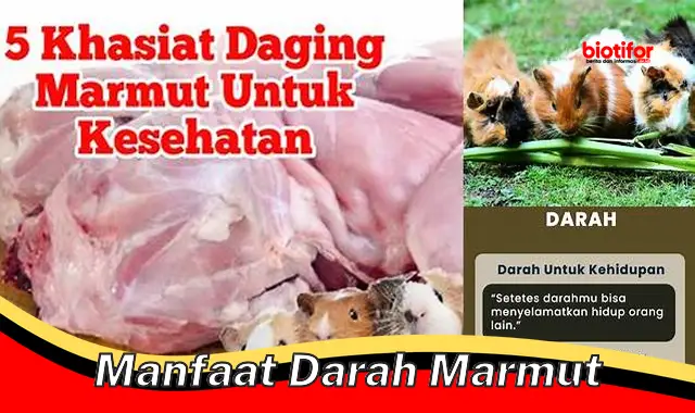 Temukan Rahasia Manfaat Darah Marmut yang Jarang Diketahui