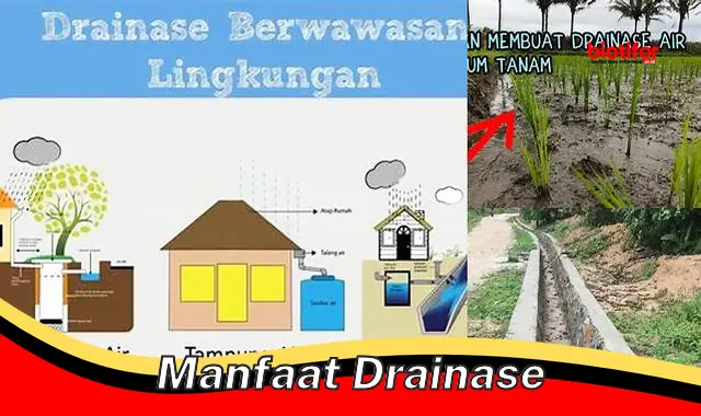 Temukan Rahasia Drainase: Manfaat yang Tak Terduga dan Harus Anda Ketahui