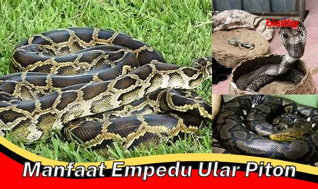 Manfaat Langka Empedu Ular Piton Terungkap