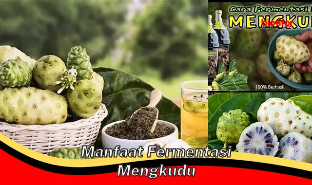 Temukan Manfaat Fermentasi Mengkudu yang Jarang Diketahui