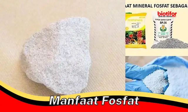 manfaat fosfat