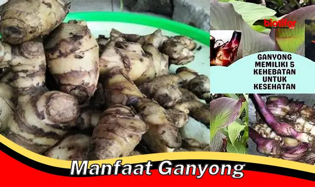 manfaat ganyong