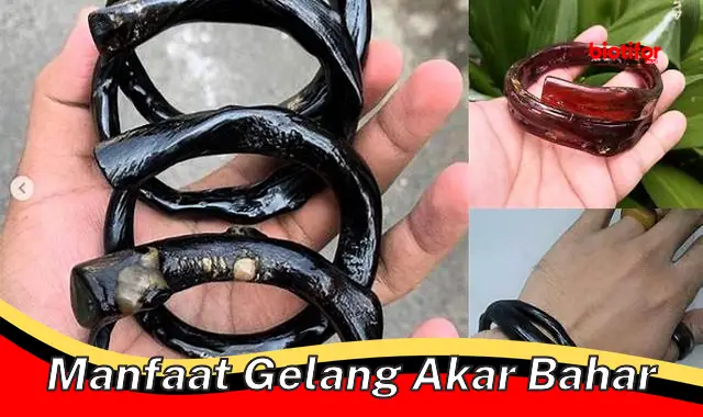 manfaat gelang akar bahar