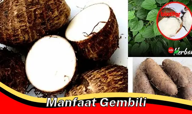 manfaat gembili