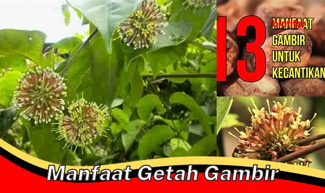 manfaat getah gambir