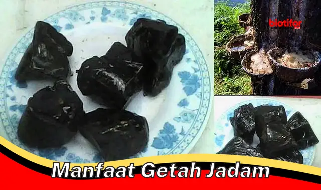 manfaat getah jadam