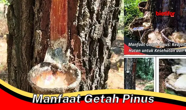 manfaat getah pinus