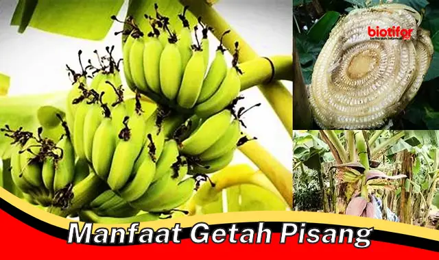 manfaat getah pisang