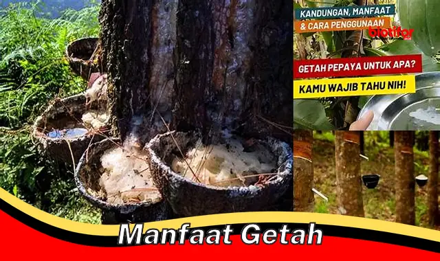 manfaat getah